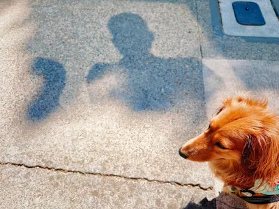 Dachshund Shadows